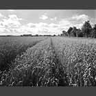 black and white photo of wheatfield near Great Gransden