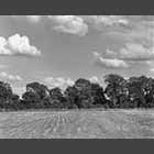 black and white photo of open field beside Waresley and Gransden Wood