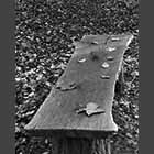 black and white photo of autumn leaves on bench in Gransden Wood