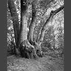 black and white photo of 450 year-old coppiced ash tree in Gamlingay Wood