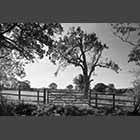 black and white photo of fence and gate near Little Gransden