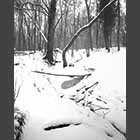 black and white photo of Dean Brook in snow in Gransden and Waresley Woods