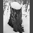 black and white photo of snow-covered tree stump in Waresley Wood