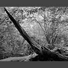 black and white photo of decaying tree trunk in Waresley Wood