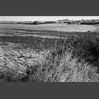 black and white photo of barley fields at Hatley St George