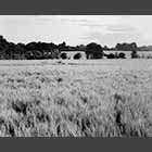 black and white photo of wheatfields near Bourn
