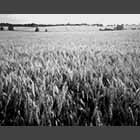 black and white photo of wheatfields near Bourn