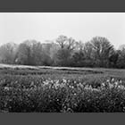 black and white photo of oilseed rape field between Caldecote and Toft