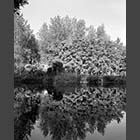 black and white photo of Tree reflections in the lakes of Barford Pocket Park St Neots