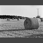 black and white photo of Straw bales in harvested field near Abbotsley