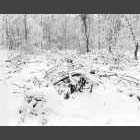 black and white photo of felled ash trees under snow in Waresley Wood