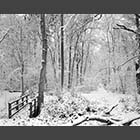 black and white photo of Dean Brook under snow in Gransden and Waresley Woods